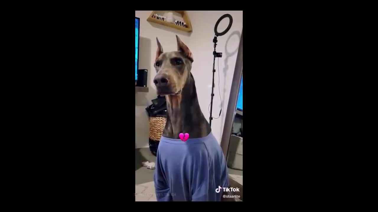Dogs understands what you say and they are smart!!