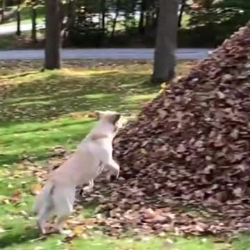 Dogs getting some airtime...weee