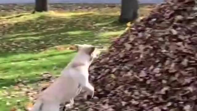 Dogs getting some airtime...weee