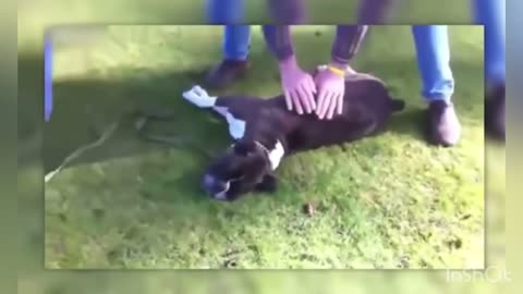 Dog comes back to life when his owner does this