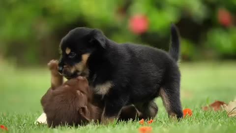 Funny Small Cute Dog