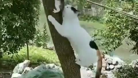 Don't be too high, my child ...you will fall