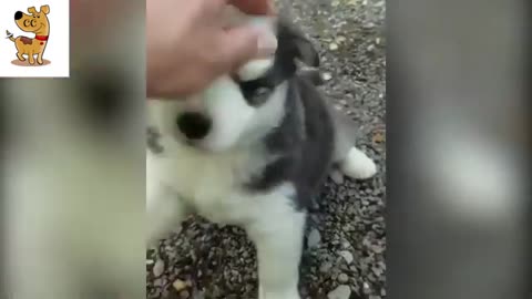 Cute Puppy
