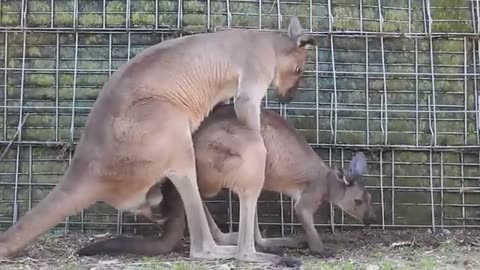 kangaro mating