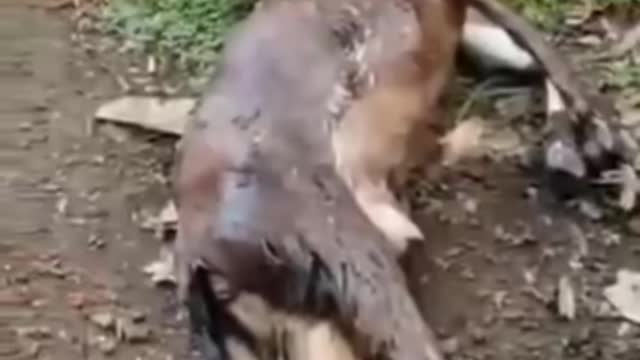 A boa constrictor ate a calf