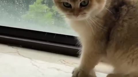 Golden Gradient Cat