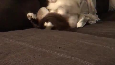 White cat on grey couch trying to catch its own tail