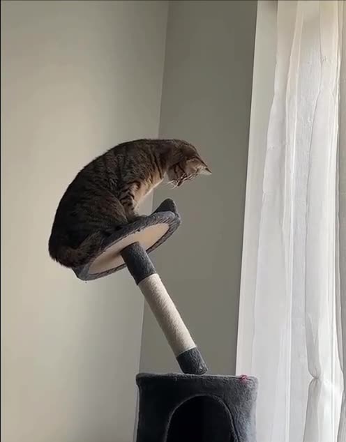 Timberrrrrrrrrrrrrrrrrrr 😂🤣😂