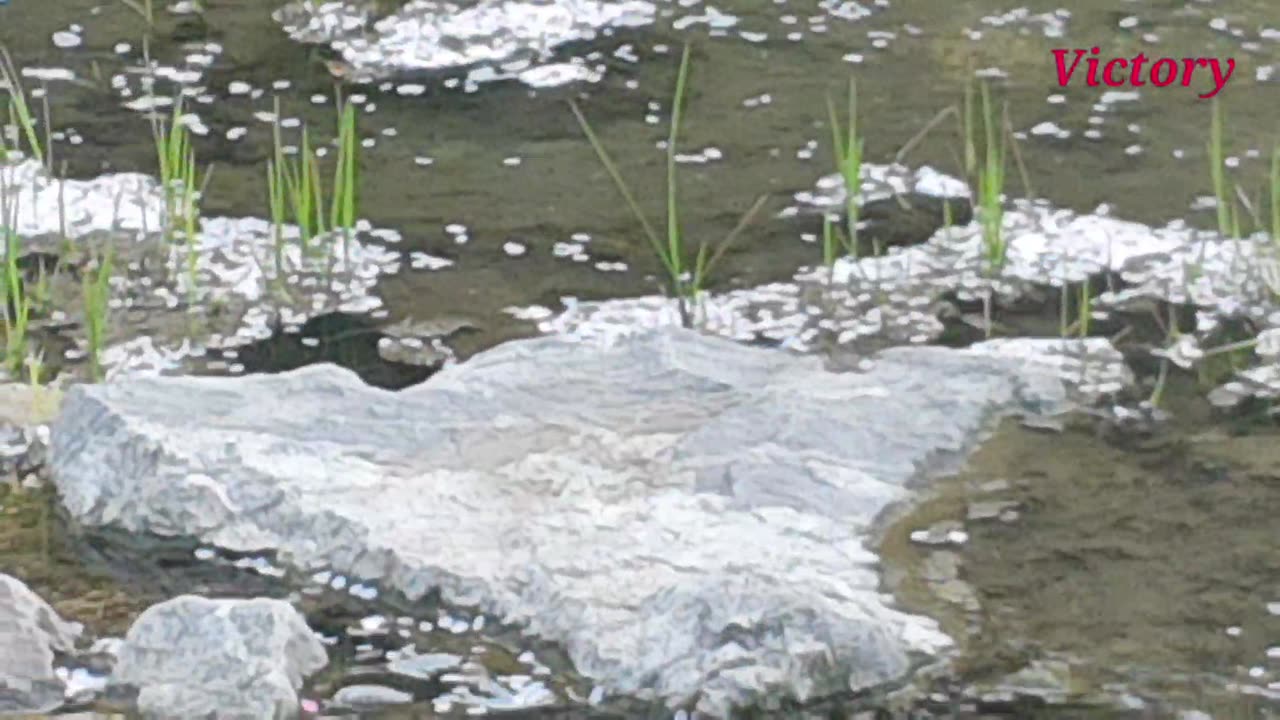 240409... seoul korea 동네산책 1