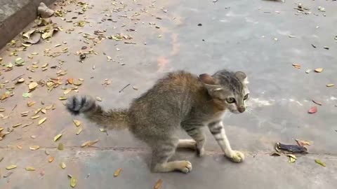 Funny Cat