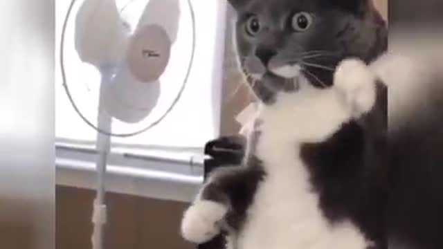 Best funny dogs 🐕and cats 🐈 videos try to not laugh challenge 🤣😅.