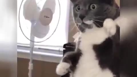 Best funny dogs 🐕and cats 🐈 videos try to not laugh challenge 🤣😅.