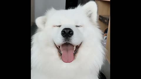 Gif video of dog moving its ears