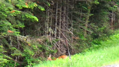 White-tailed deer