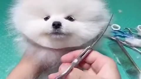 cute & funny dog