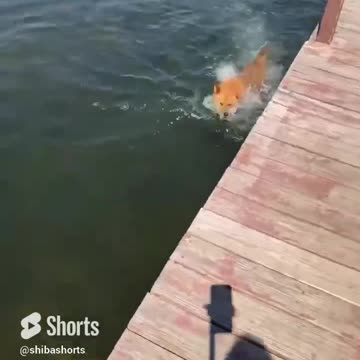 Sometimes You Just Need Poppa to Throw You in the Lake