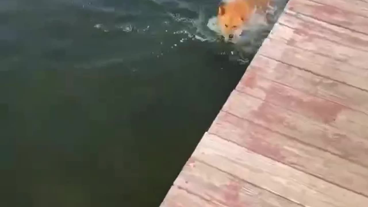 Sometimes You Just Need Poppa to Throw You in the Lake