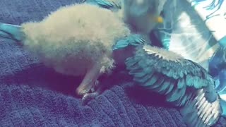 Pablo vs toilet roll