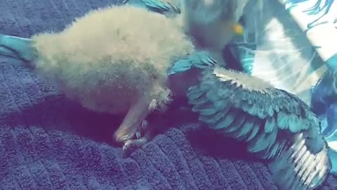 Pablo vs toilet roll