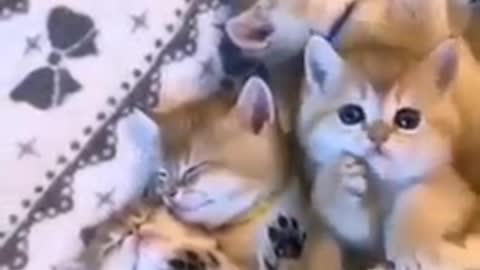 Cut cats baby