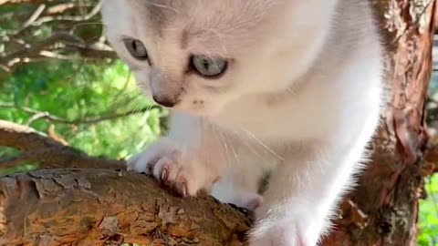 Calming Music for Cats with Anxiety! Deep Soothing Music for Anxious, ill and Stressed Cats
