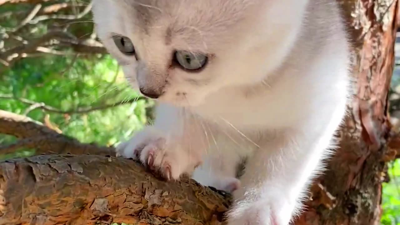Calming Music for Cats with Anxiety! Deep Soothing Music for Anxious, ill and Stressed Cats