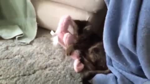 Cats Funny Compilations