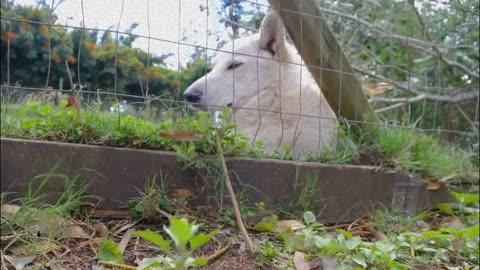 Dogs Barking Sound Effect