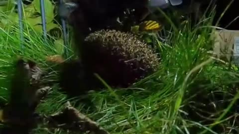 The man saved a hedgehog stuck in the fence and it gave the man a big surprise