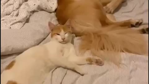 Tom and Jerry fight | cat dog fight | cat vs dog