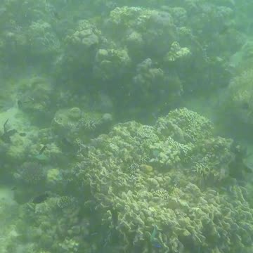 Under the Sea: Snorkeling Bliss 🐠💙