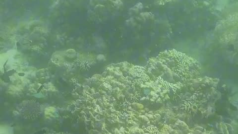 Under the Sea: Snorkeling Bliss 🐠💙