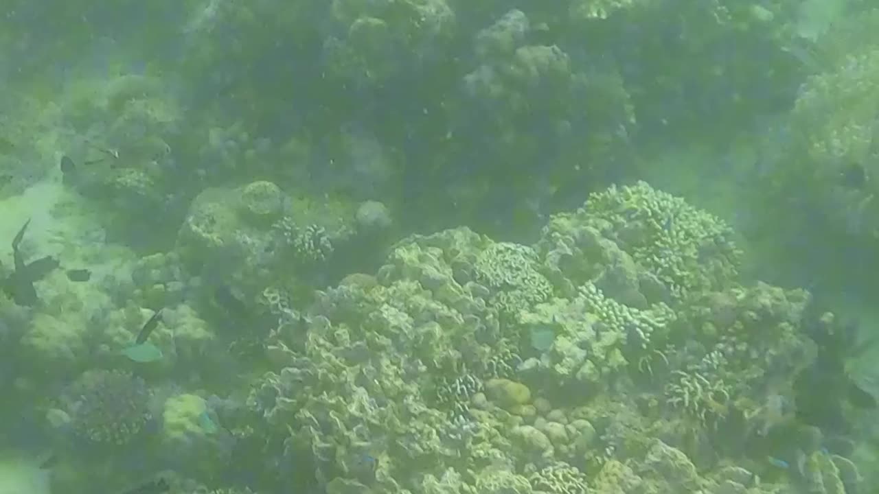 Under the Sea: Snorkeling Bliss 🐠💙