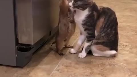 Cat Love Hamster