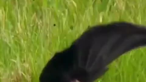 Up Down, Up Down, Having A Lot Of Fun #shorts #viral #shortsvideo #video