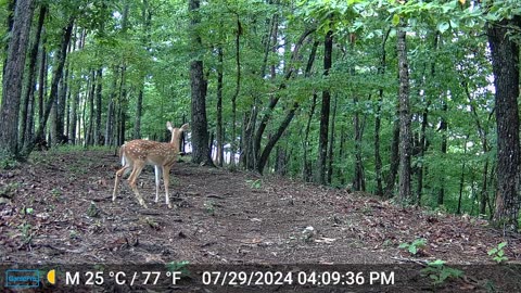 The Woods – 07/30/2024