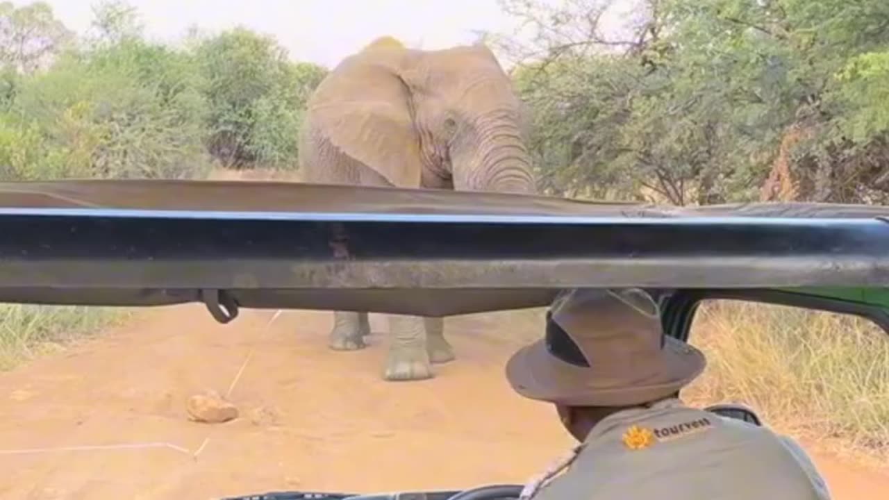 Omg 😱 the elephant want kill the tourism 😳