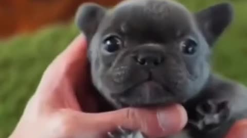 Funny Animals | Cute Animals Videos - Most Adorable Animal