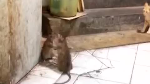 Rat Fight