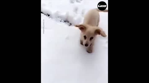 Funny dog - Funniest Dogs videos - Funny Cat compilation