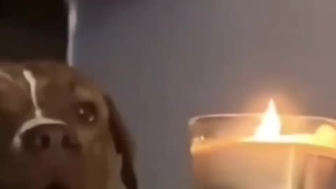 cute dog puppys