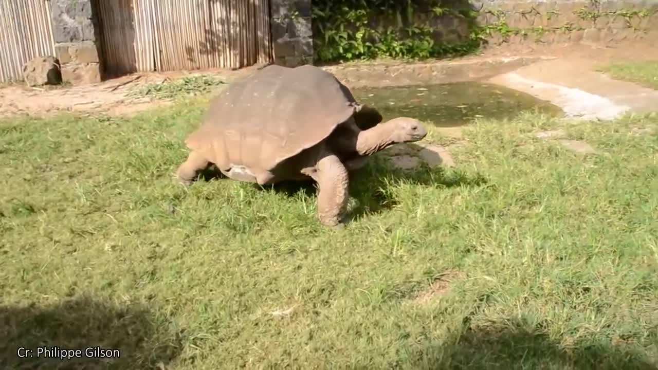 Damn Nature You Scary | Funny Scary Animal Encounters 😱 #3