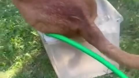 #short funny dog