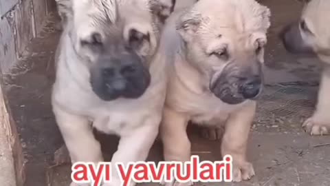 #dogvideo ktokvideo #funnyvideo #tiktokvideo #funnydogvideo #catvideos