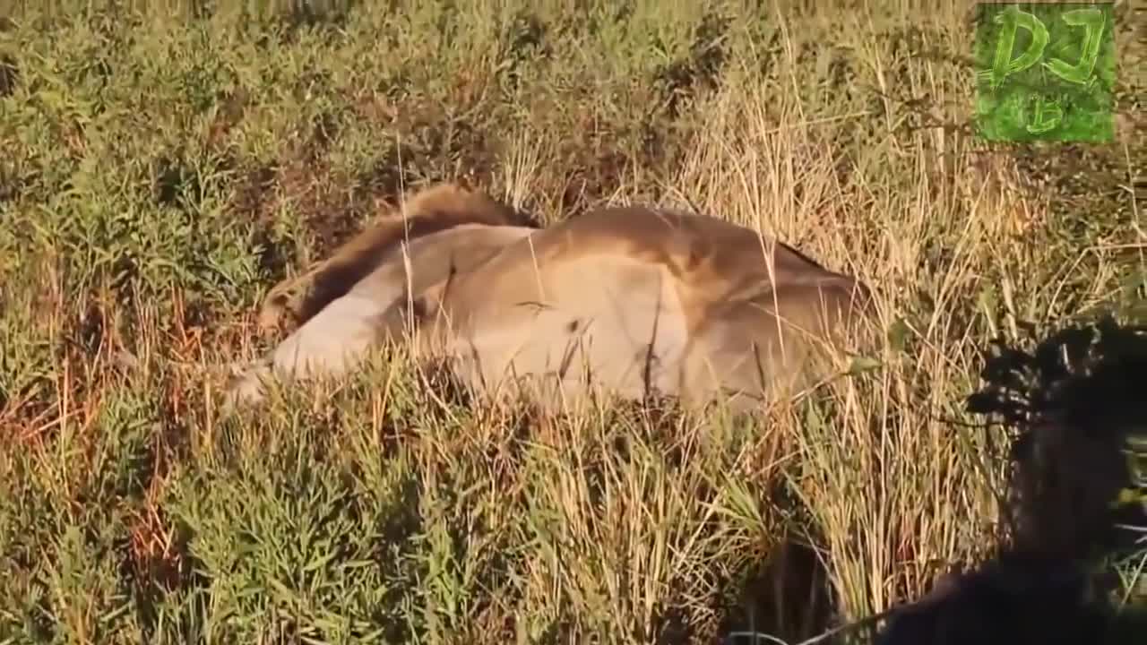 Funniest Animals - Best Of The 2021 Funny Animal Videos