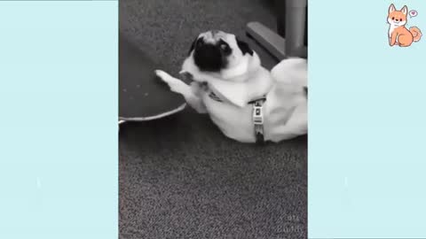 funny dog videos 2022