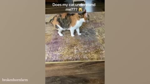 Cats really think about what people say🐱