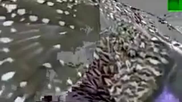 A Bird s Funny Courtship Dance