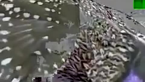 A Bird s Funny Courtship Dance