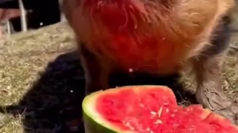 Pig series